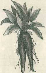 mandrake